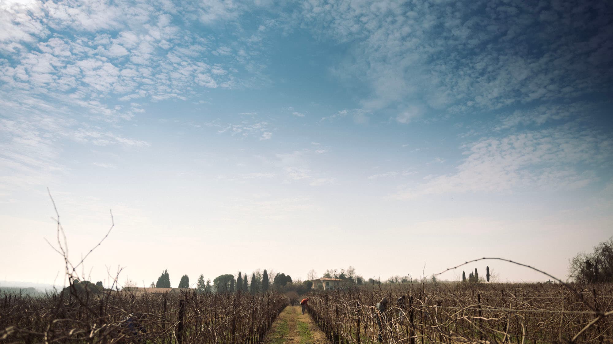 Vigneto in inverno con un filare tra le vigne