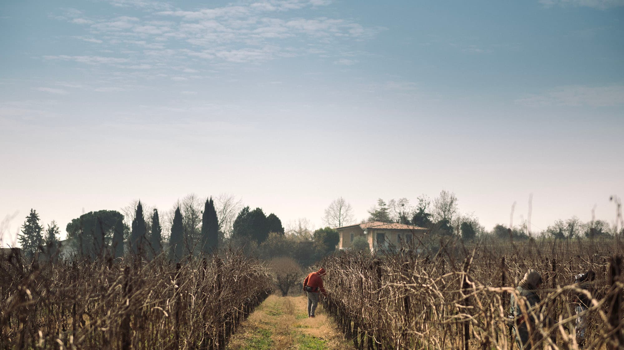 Lavoro invernale tra i filari del vigneto