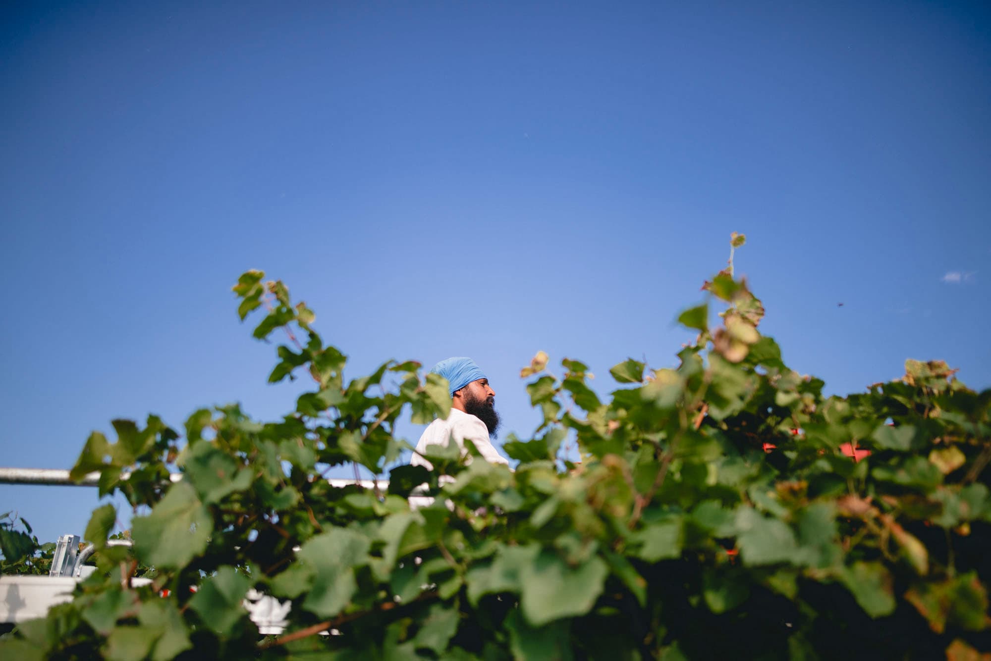 Vignaiolo al lavoro tra le foglie della vite