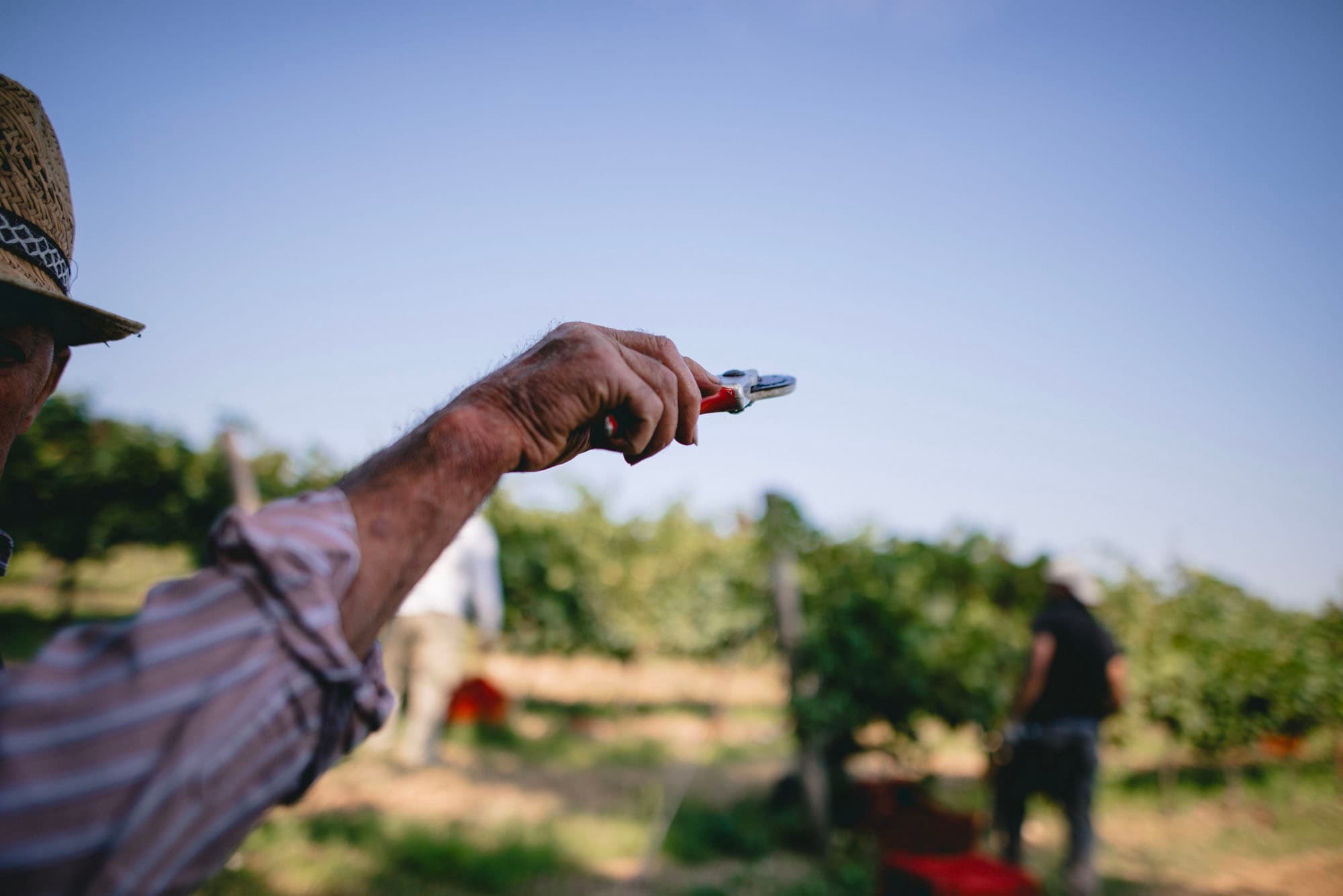 Potatura della vite durante il lavoro in vigneto