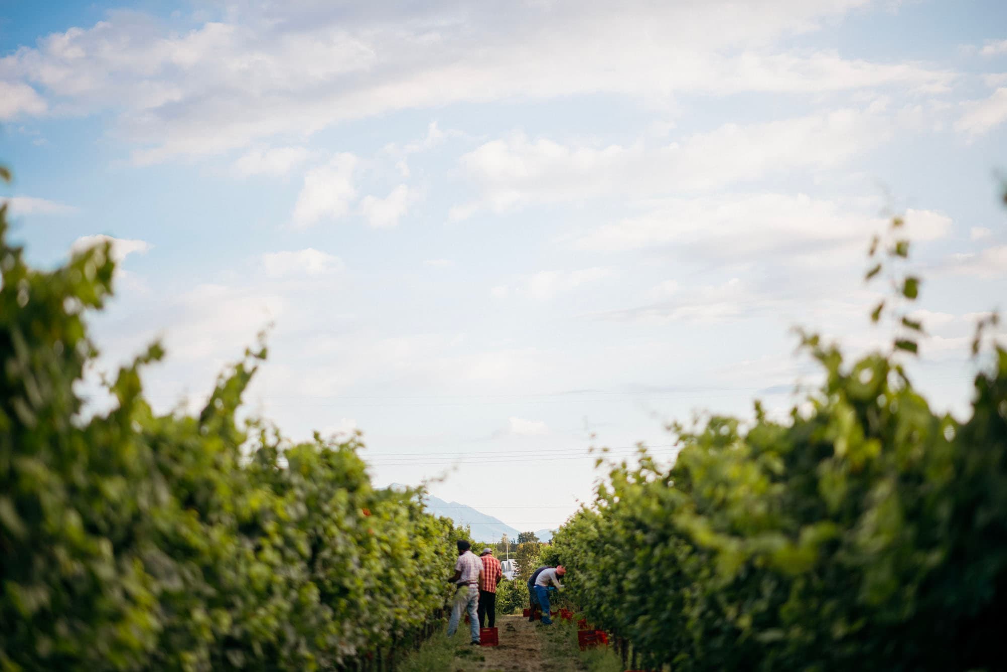 Vendemmia tra i filari di Corte Quaiara