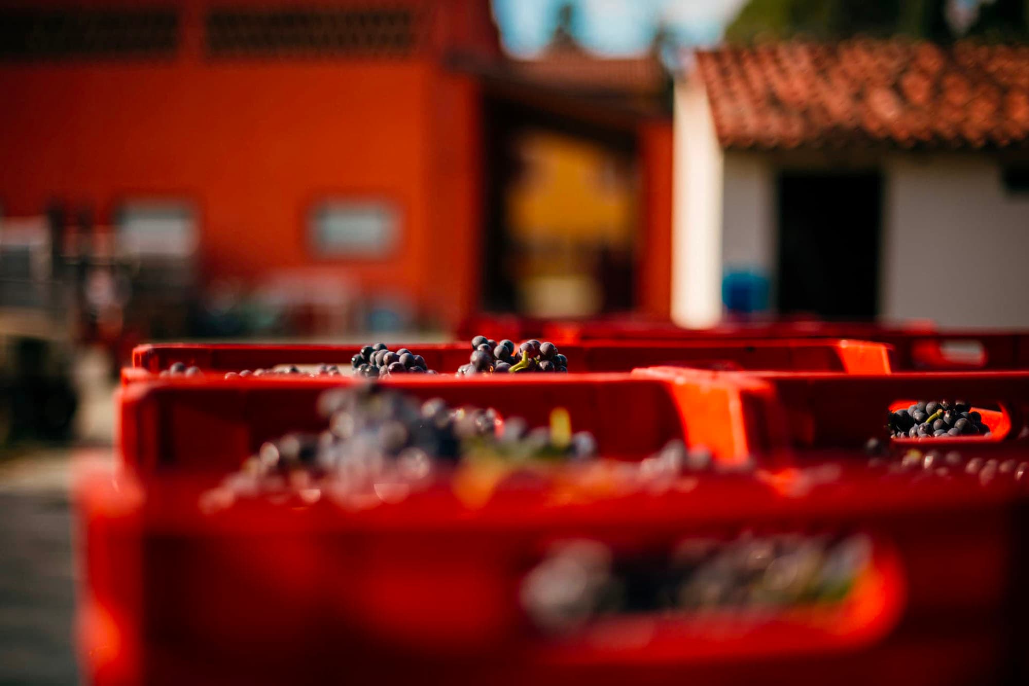 Cassette rosse riempite con i grappoli raccolti