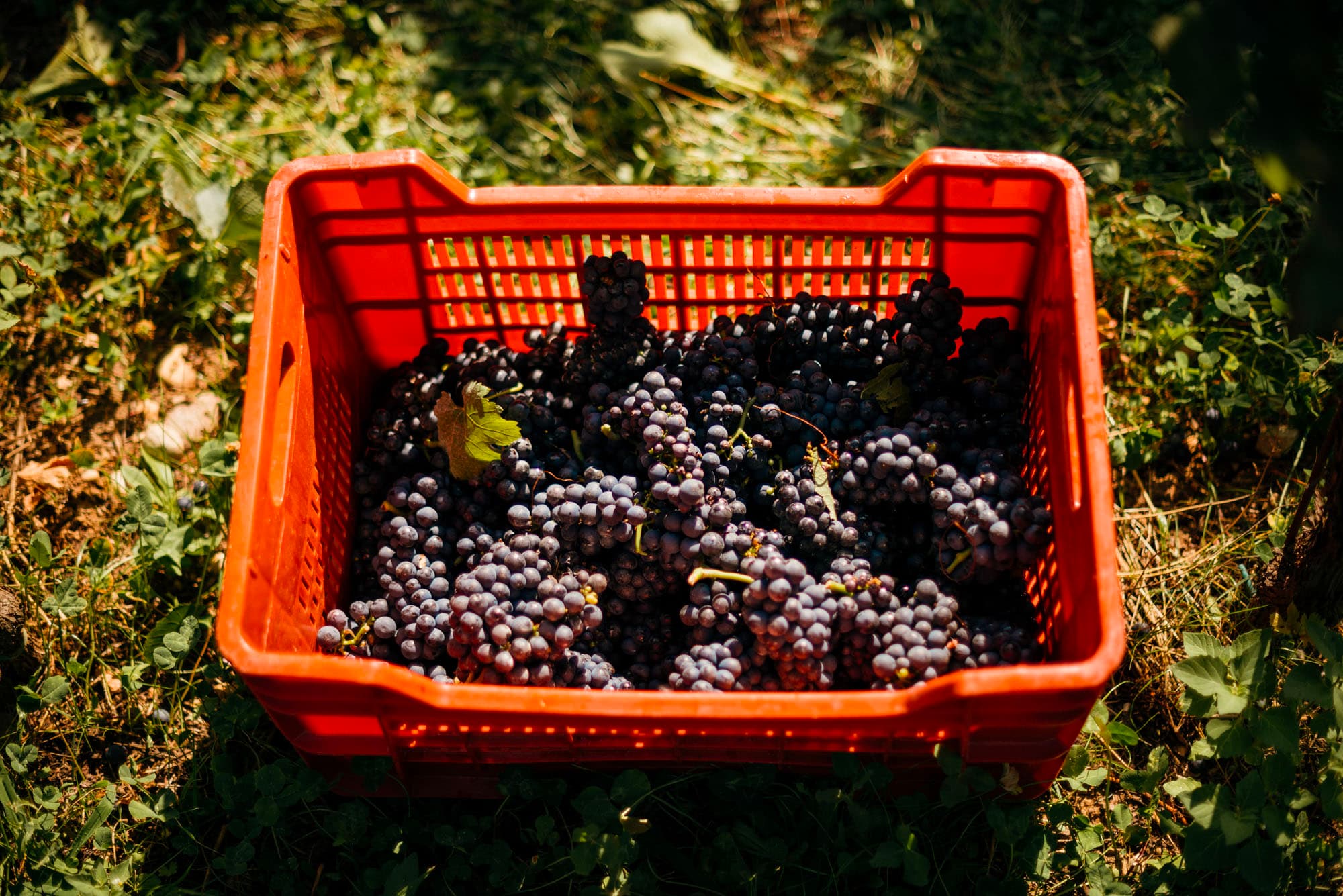 Cassetta colma di uva appena raccolta